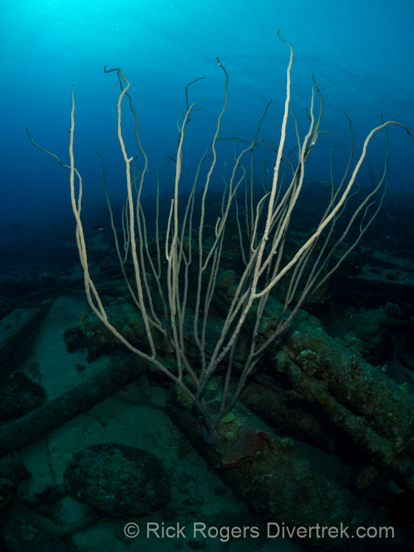 Large Bent Sea Rod grows on debris at Car Pile dive site in Curacao
