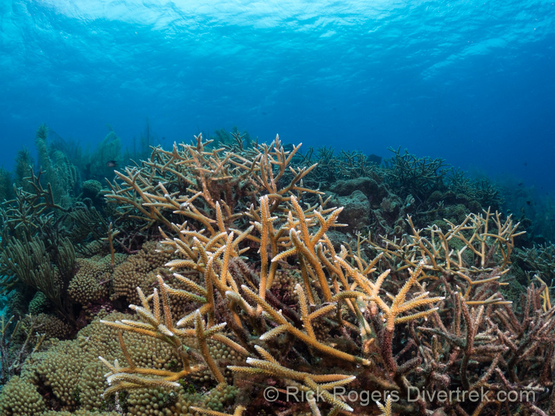 Staghorn Coral from Coral Reef Restoration at Curacao