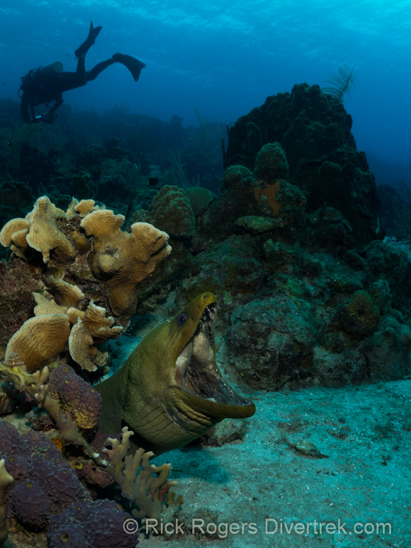 Green Moray eating prey.