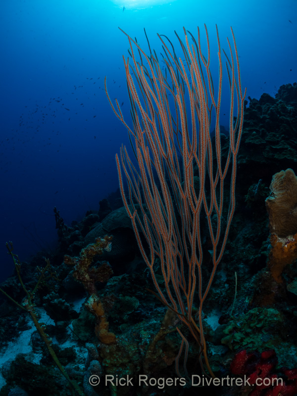 Long Sea Whip at Alice in Wonderland at Curacao.