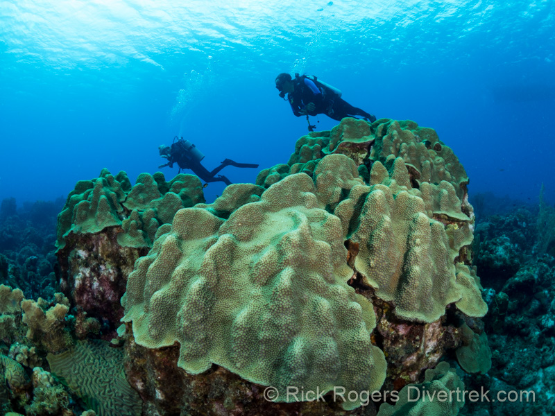 Current state of the Mushroom Forest in Curacao.