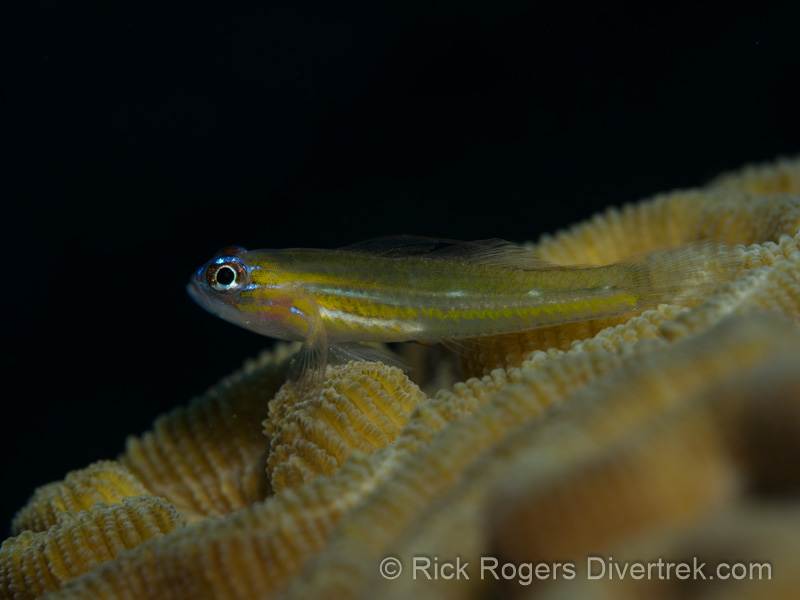Peppermint Goby, or Bluenose Goby.