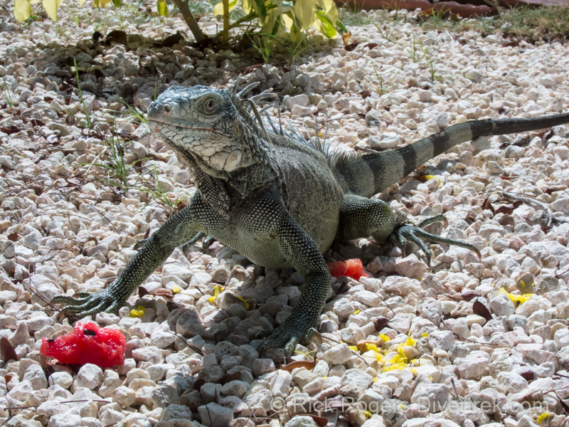 Green Iguana at Sunscape Resort Curacao.