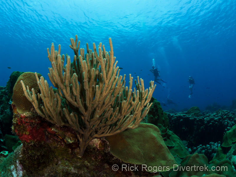 Watamula reef at curacao