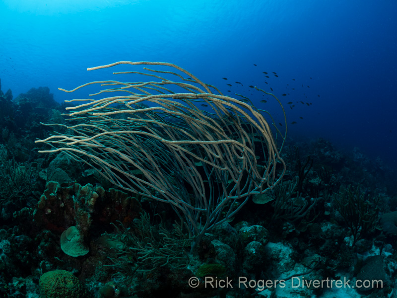 Reef at Watamula dive site curacao.