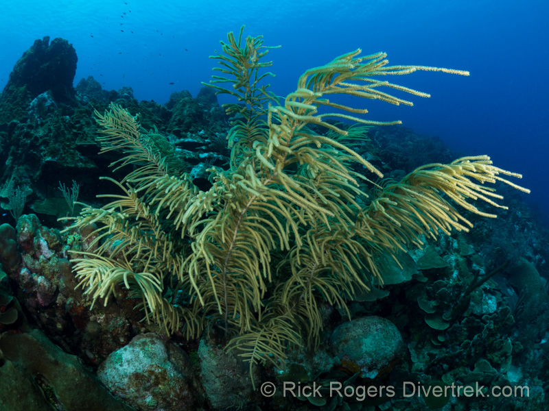 Sea Plume at Watamula dive site curacao.