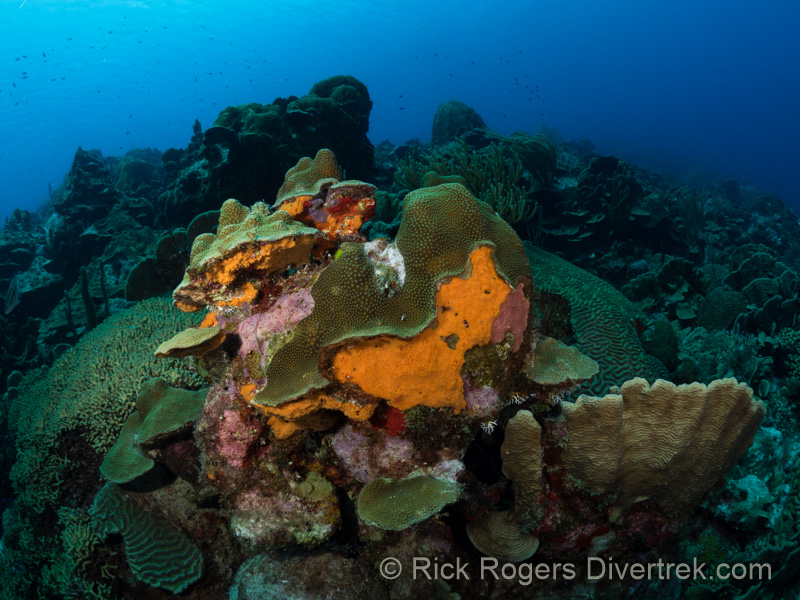 Current state of Watamula dive site