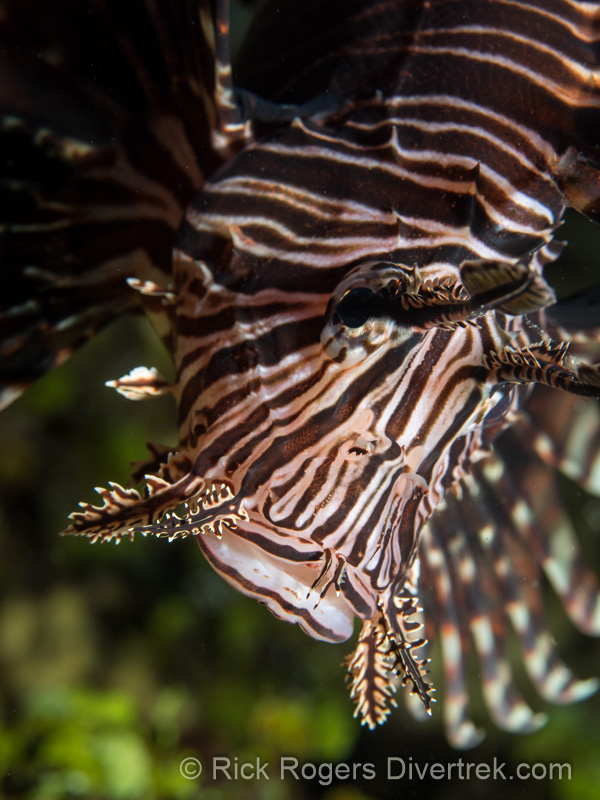 portrait of an invasive lionfish in curacao, caribbean