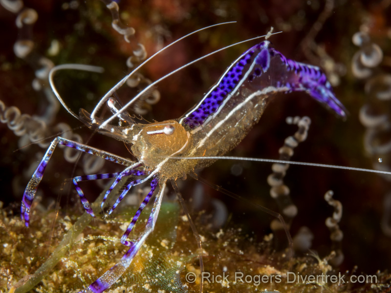Pederson Cleaner shrimp