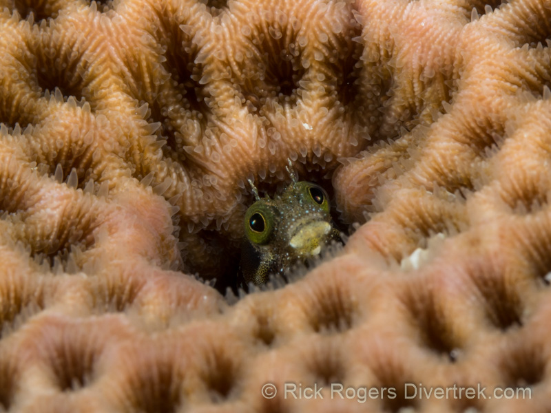 Secretary Blenny at Curacao.