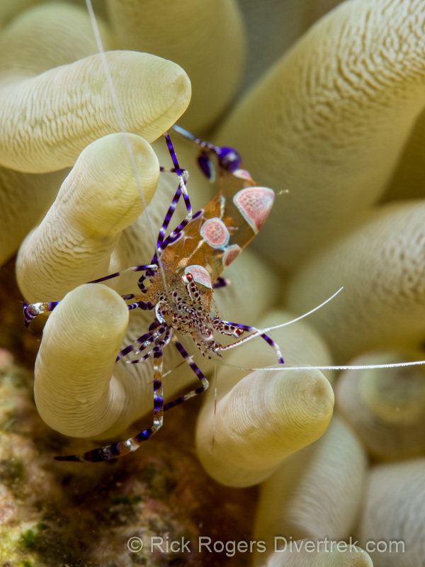 spotted cleaner shrimp