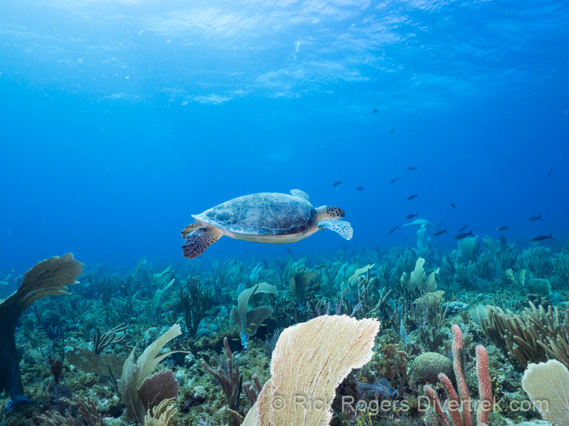 Turtle City in Bonaire