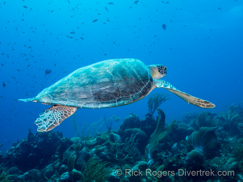 Green Sea turtle at Turtle City in Bonaire