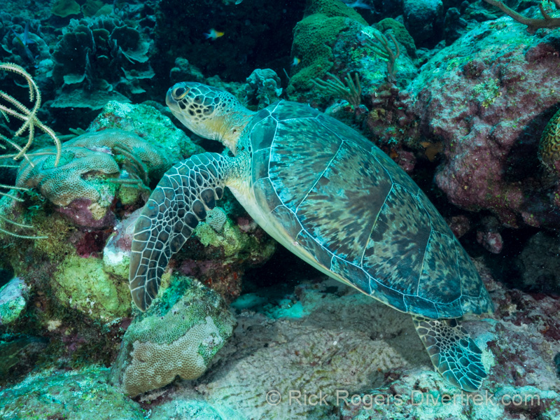 Green Sea turtle at Turtle City Bonaire
