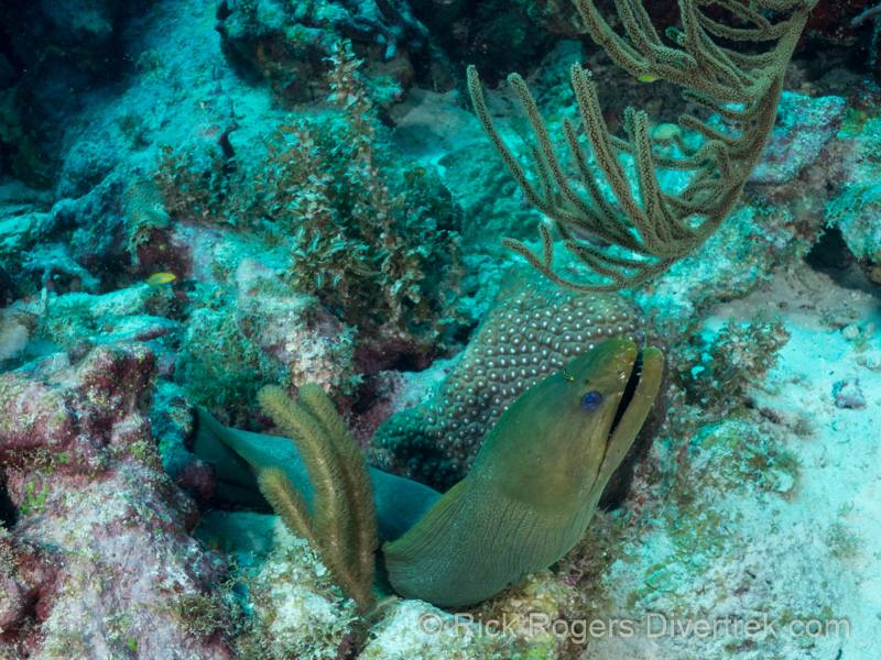 Green Moray eel with cleaning goby.