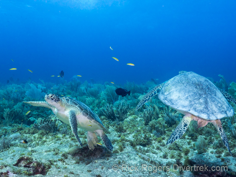 Turtle cleaning station at Turtle City, Bonaire