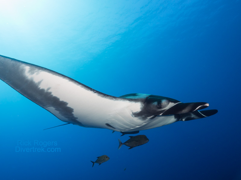 Close encounter with Giant Manta Ray at Revillagigedo Islands