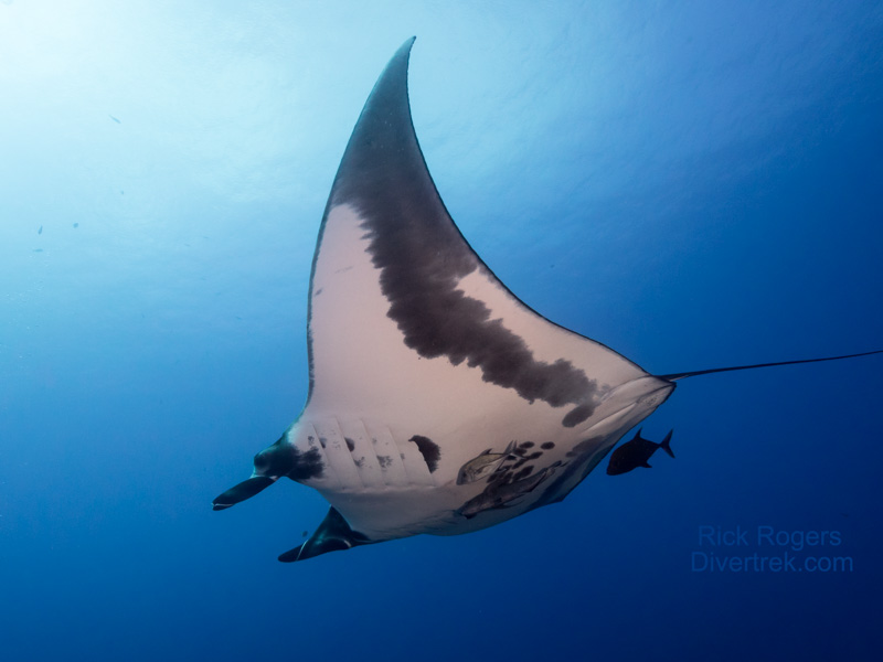 Giant Manta Ray 