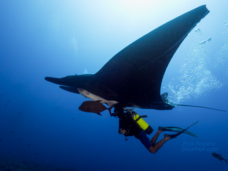 Giant Manta and diver at Revillagigedo Islands