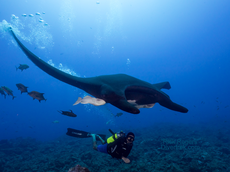 Giant Manta and diver at Socorro Islands.
