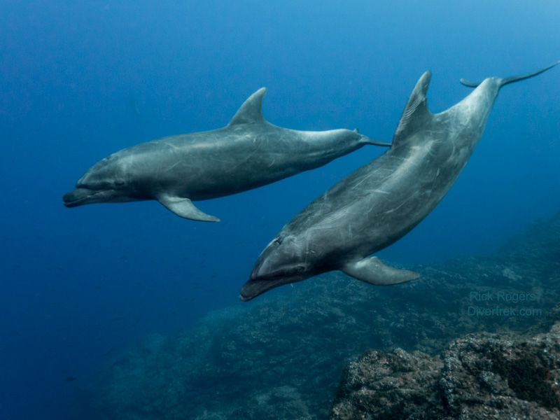 Dolphins at Socorro