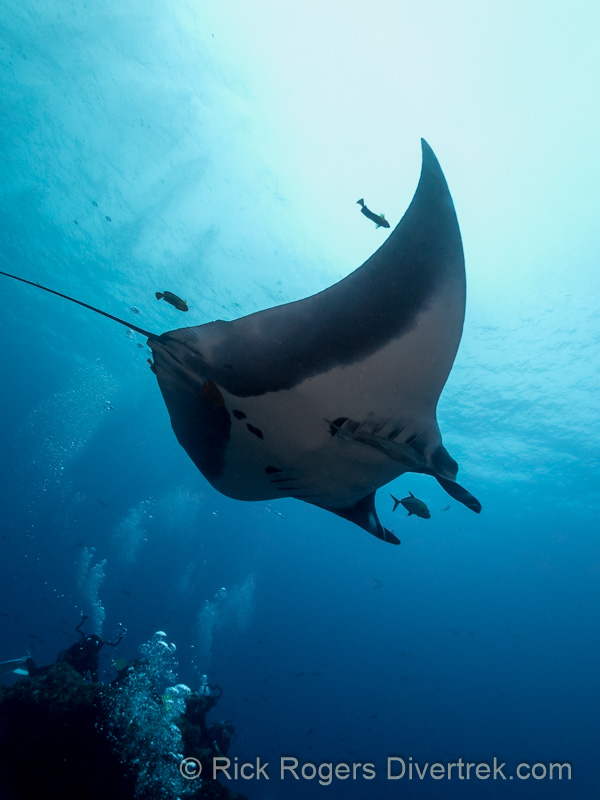 Giant Manta at Socorro Island