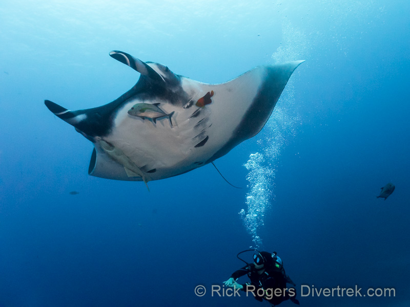 Giant Manta being cleaned