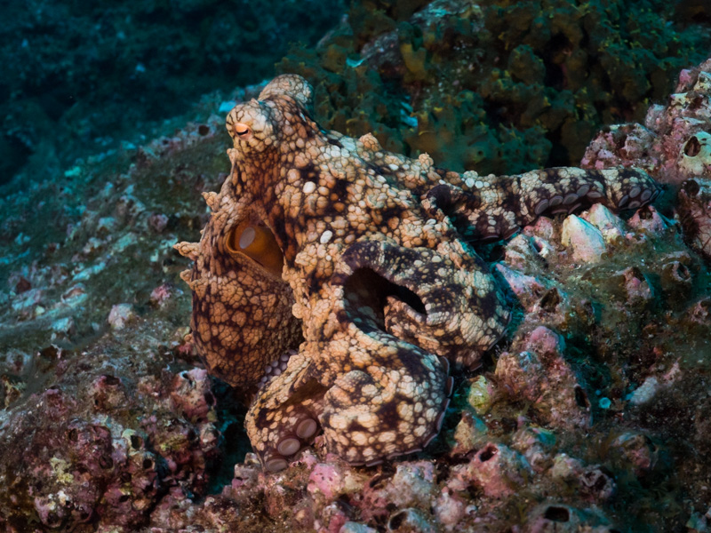 Octopus at Socorro Island