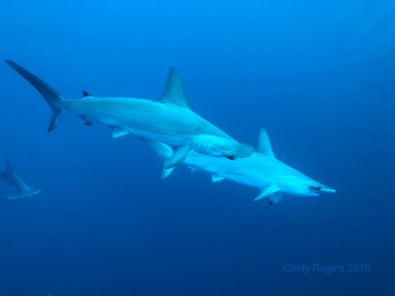 Scalloped hammerheads at Socorro Islands