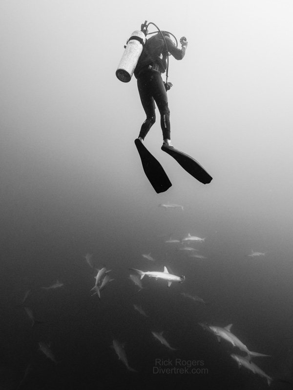 Diver with school of Hammerheads at Revillagigedo Islands