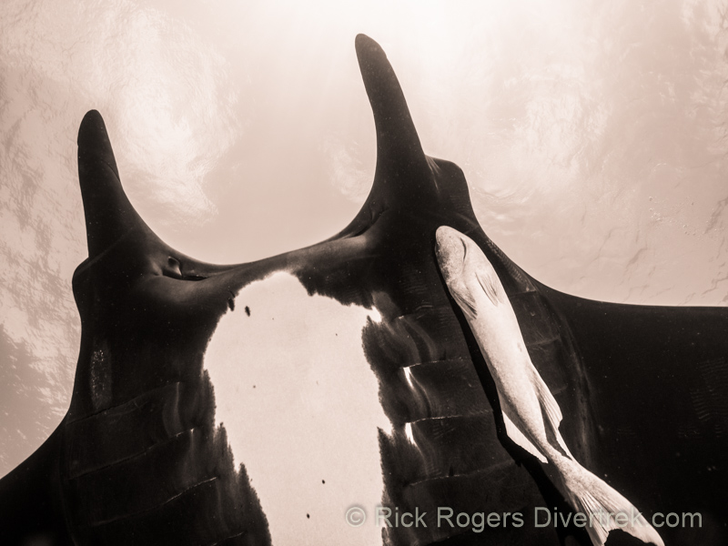 Close encounter with a Giant Manta Ray