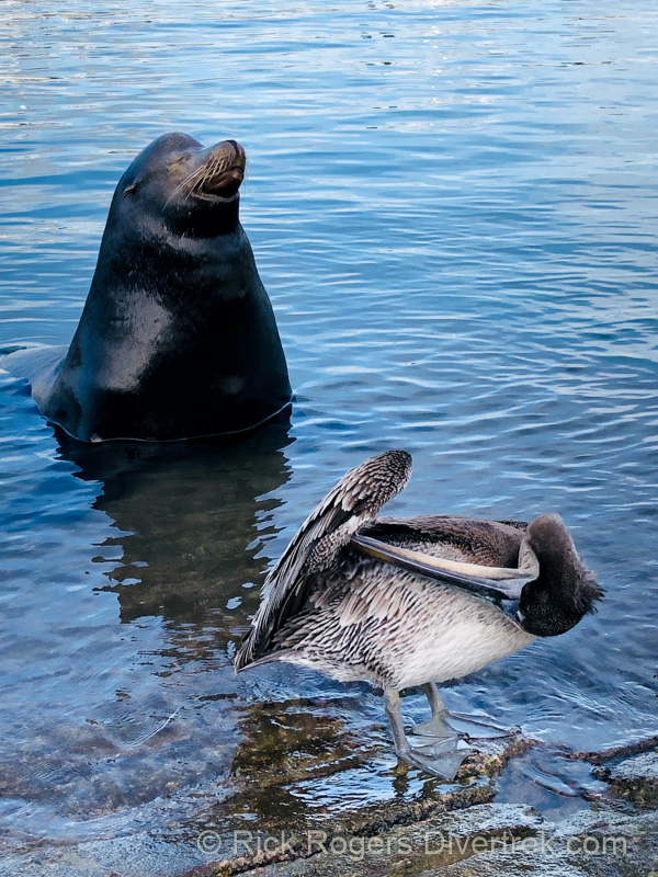 Pancho the sea lion at Cabo San Lucas Marina
