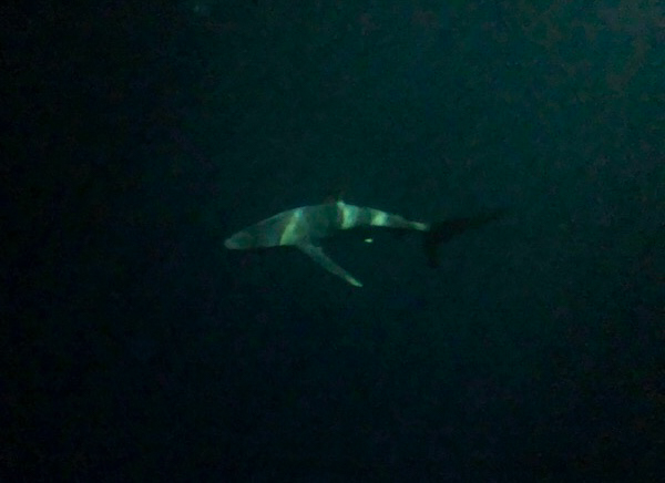 Night snorkel with Silky sharks on the Nautiillus Belle Amie