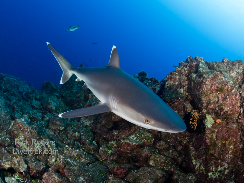 Silvertip shark close up.