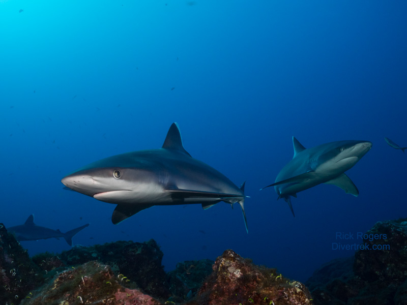 silvertip sharks at cleaning station