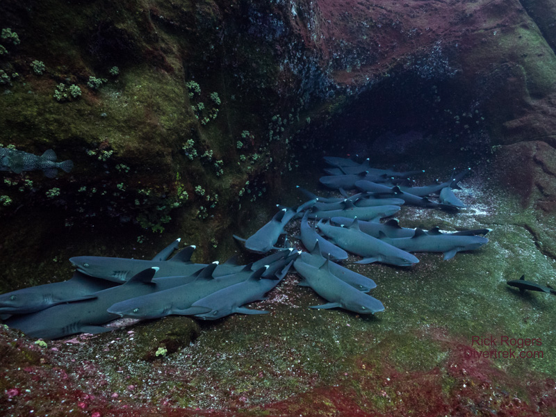 whitetip reef sharks on balcony at Roca Partida
