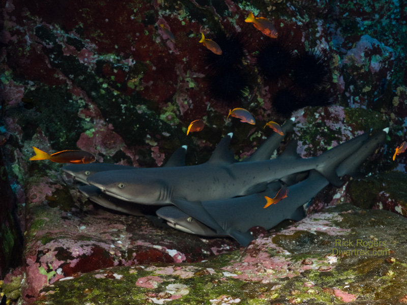 group of resting whitetip reef sharks at Roca Partida
