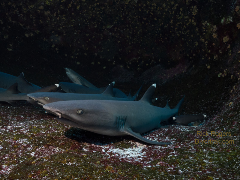 resting whitetip reef shark at Roca Partida