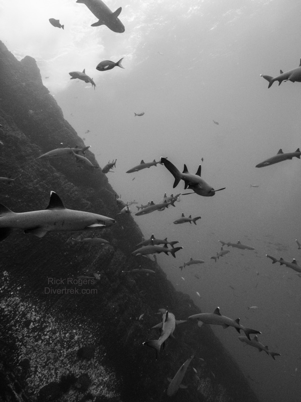 school of whitetip reef sharks at Roca Partida