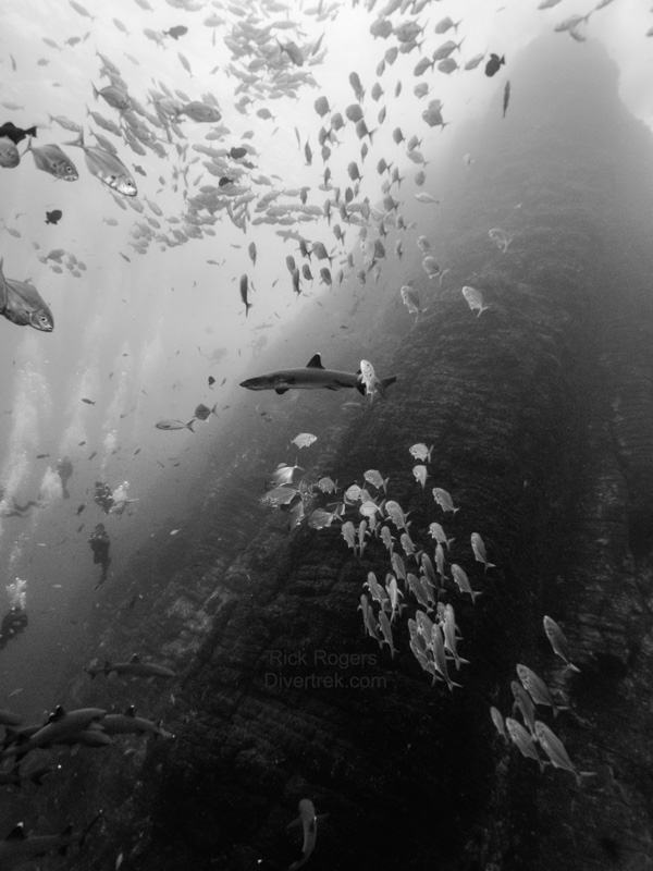 Diving Roca Partida 