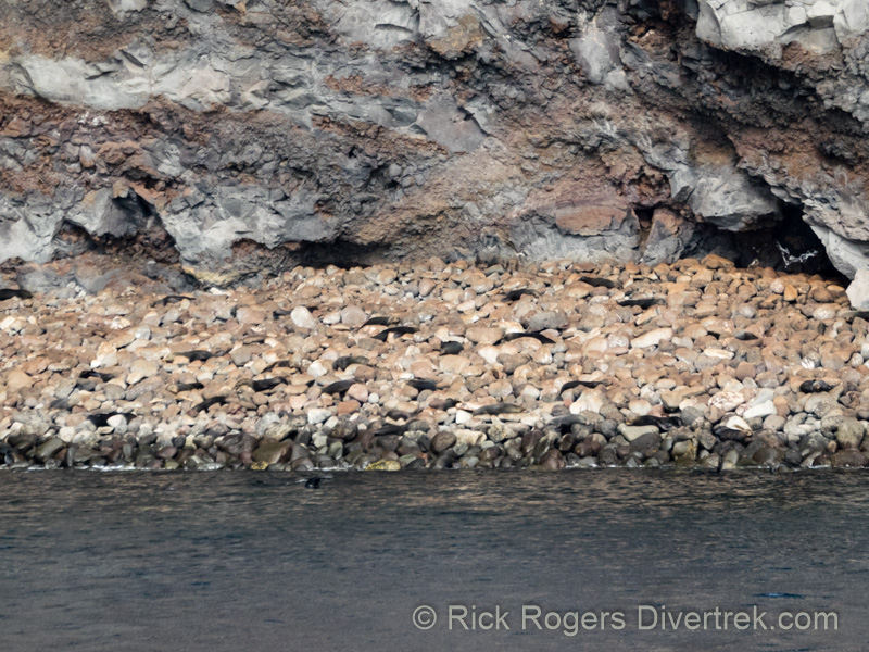 Seals on Guadalupe Island Mexico