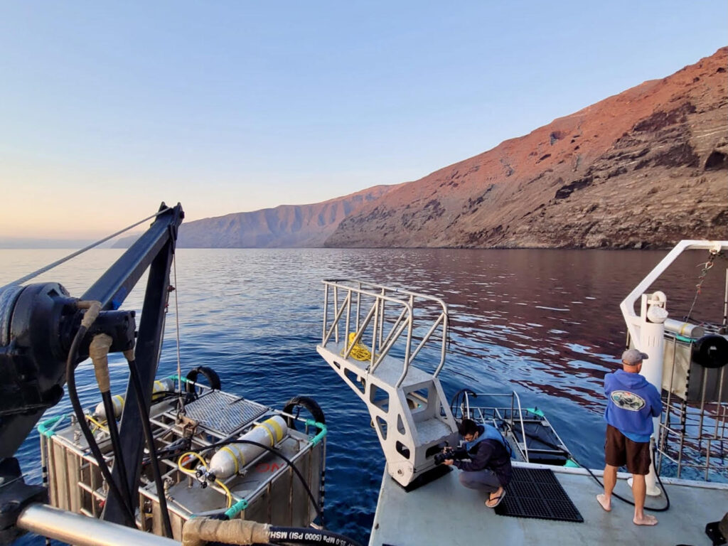 Guadalupe Island White shark diving.