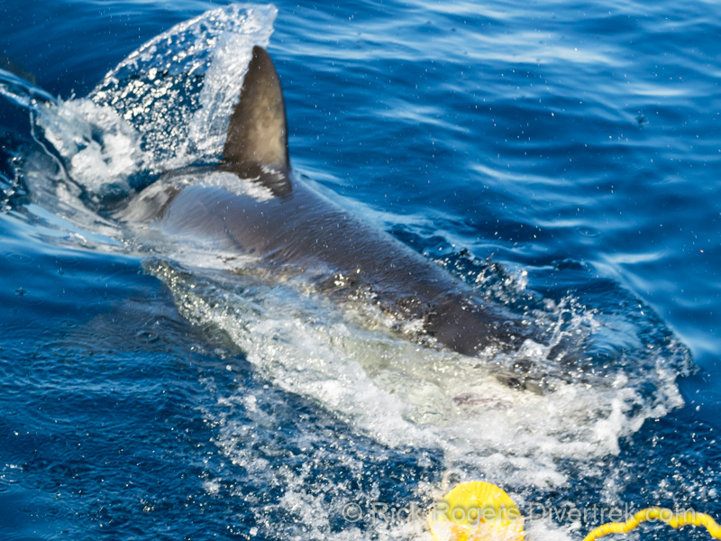 Great White shark at Guadalupe Island, Mexico